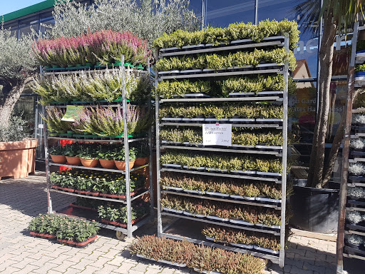 Blumen Hachtel - Thumbnail