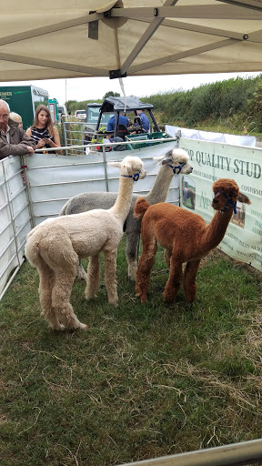 Buckham Fair - Visual