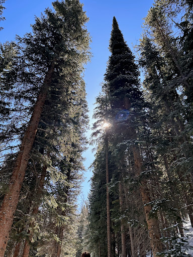 Forest Flow Gallery - United States