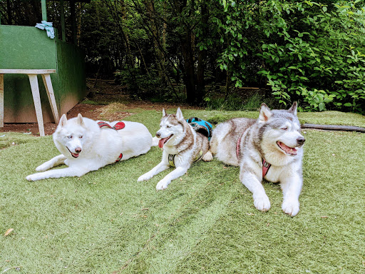 Tameside Huskies Off Lead Field - Thumbnail