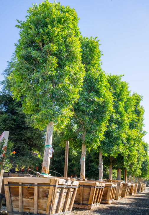 Moon Valley Nurseries | Brentwood