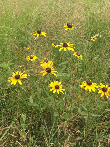 Fertig Tallgrass Prairie - Thumbnail