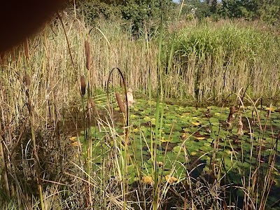 Photos of Botanic Garden Buda