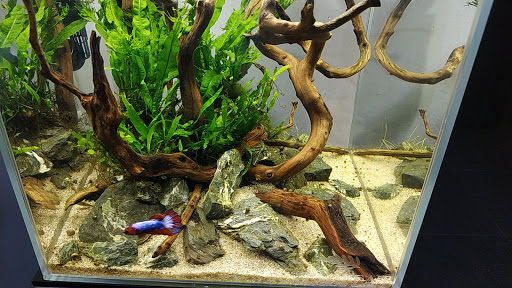 Habitat Nature Aquariums - Thumbnail