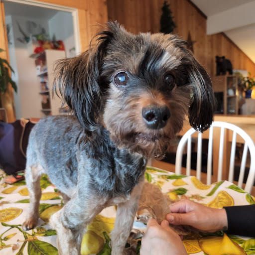 Trumbull Animal Hospital Grooming - Thumbnail
