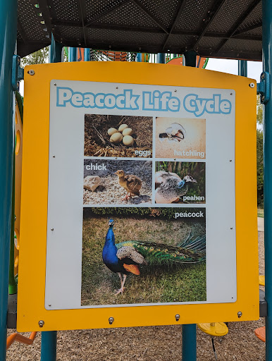 Peacock Park - Visual