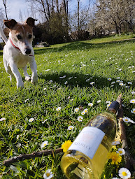 Photo n°6 de Domaines Tatin à Brinay (Cave à vins)