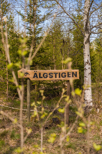 Skogsäventyret - Thumbnail