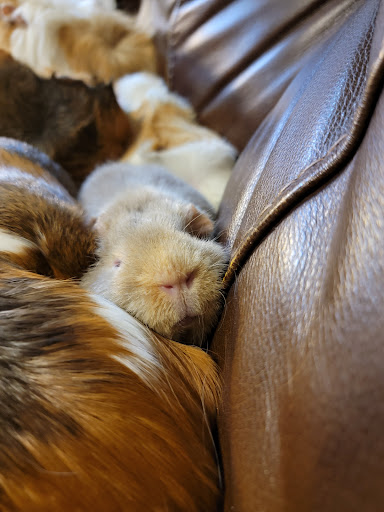 Tennessee Cavies Guinea Pig Rescue & Exotic Animal Sanctuary (Kentucky Cavies) - Thumbnail