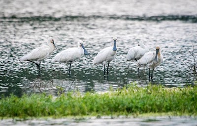 Photos of Kalametiya Bird Sanctuary - Bird Watching (Kalametiya Eco Bird Watching)