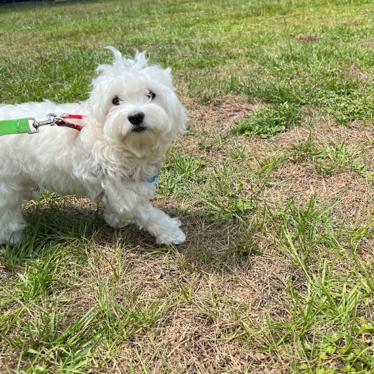 Universal Dog Care Orlando, Dog Care and Dog Boarding More than 1700