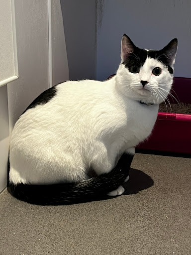 Paws for Thought Cattery - Thumbnail