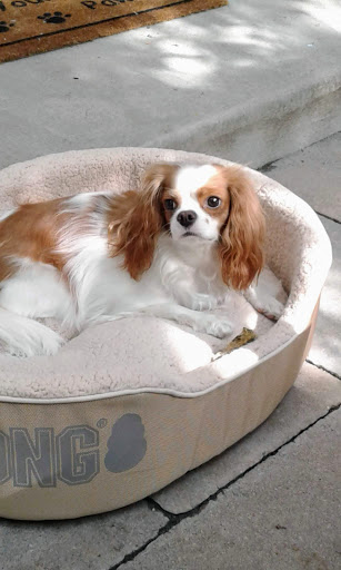 Dingo's Natural Pet Food, Self-Wash & Grooming Gallery - United States