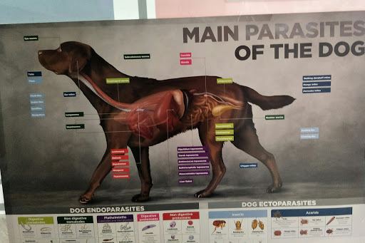 AAVC-Animal & Avian Veterinary Clinic Gallery - Singapore