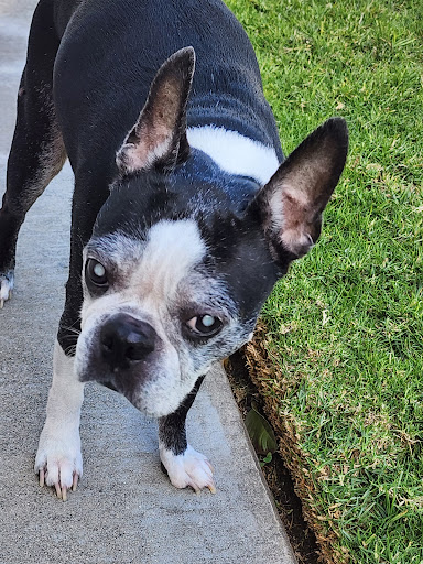 Alessandro Animal Hospital - Thumbnail