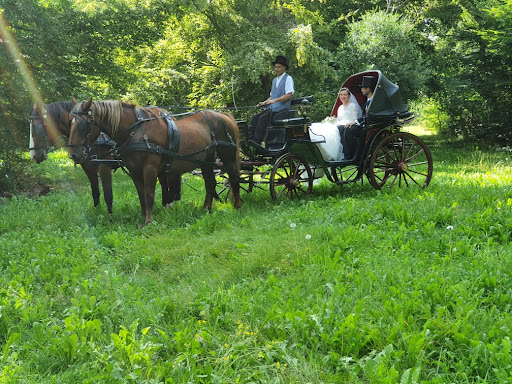 Cheval en Renes - Activité Equestre Attelage