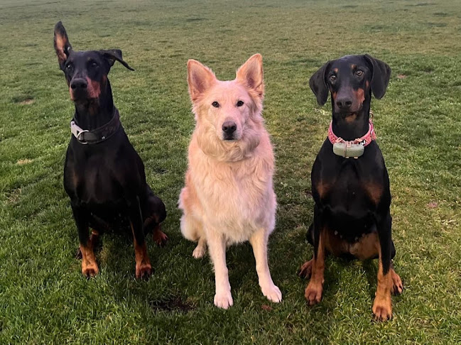 Opinii despre PSYtulmy hotel & spa dla zwierząt în Nowe Łagiewniki - Inny