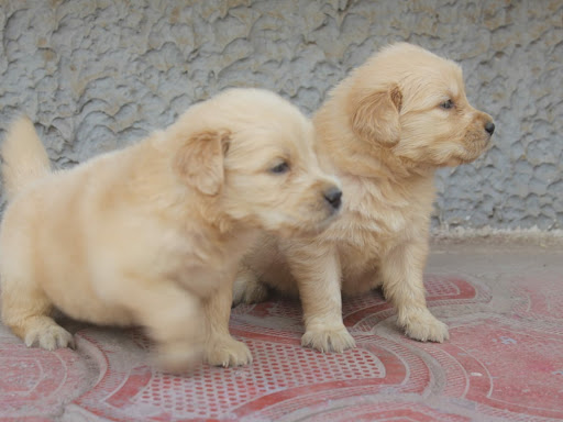🐶 Quality Golden retriever male female puppy Available in indore mp 🌍 post image