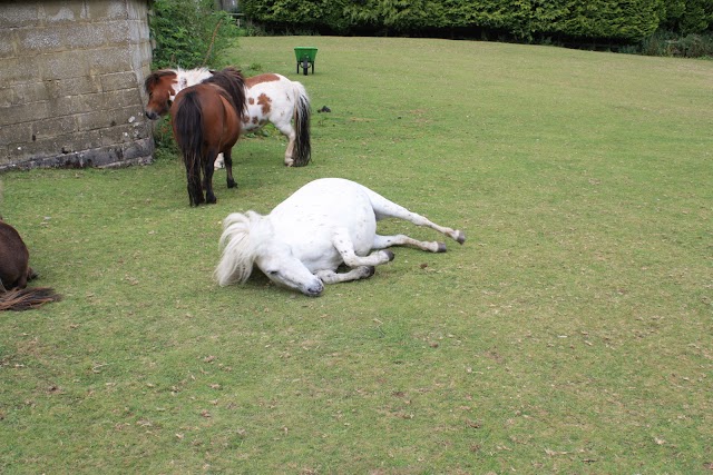 The Miniature Pony Centre
