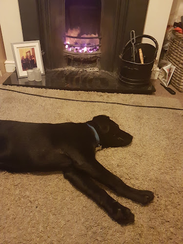 Adventure Dogs Chester