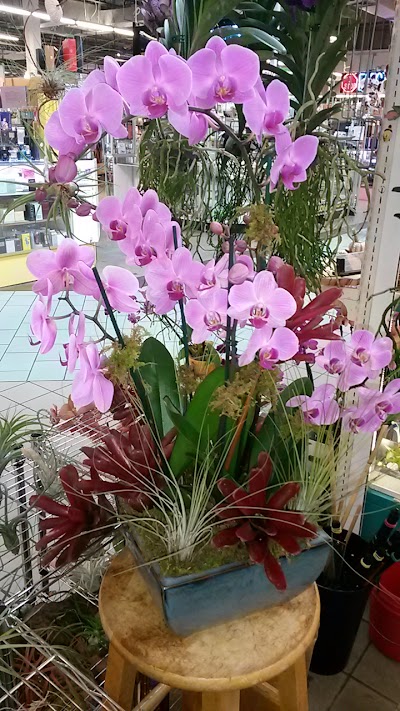 SR Orchids