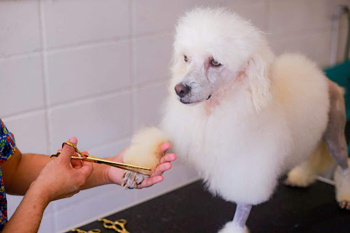 Veterinaria y Spa CatDog