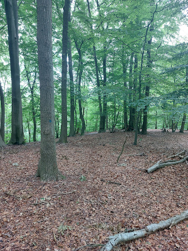 Nice forest - Visual