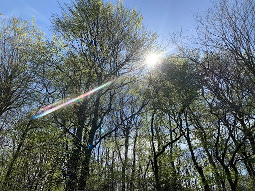Waldlehrpfad Neuendorfer Waldpfad