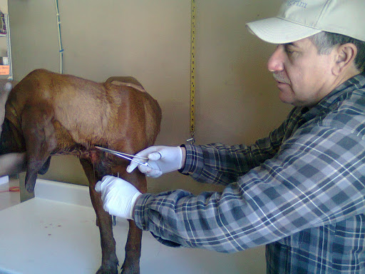 CLIVET Clinica y Farmacia Veterinaria