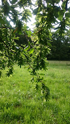 Photo n°5 de Ferme l'odeur de la pluie à Eygurande-et-Gardedeuil (Dresseur d'animaux de compagnie)