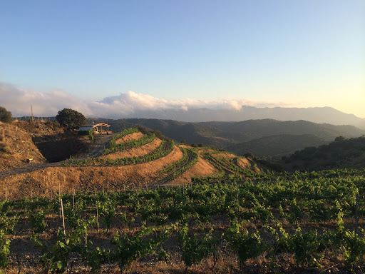 Celler Vega Aixalà - Thumbnail
