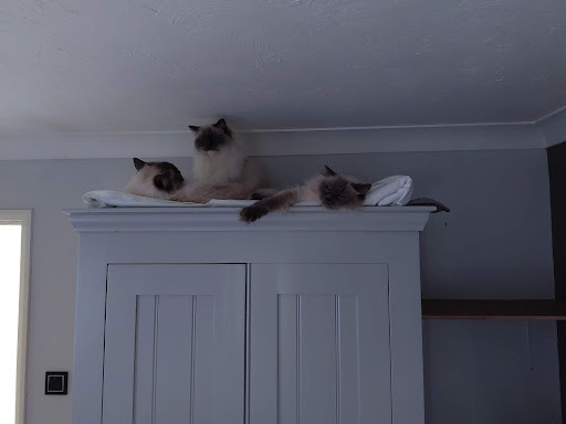 Katzenworld Ltd - Thumbnail