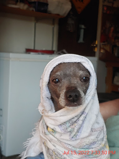 Starr Grooming - Thumbnail