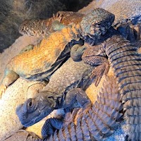 ゲッコー苫小牧弥生店