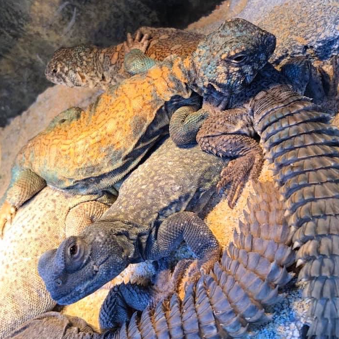 ゲッコー苫小牧弥生店