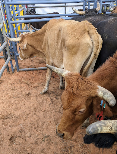 Carrollton Stampede Rodeo Gallery - United States