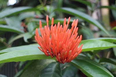 Photos of Sontoshpur Rubber Garden and Processing Industry
