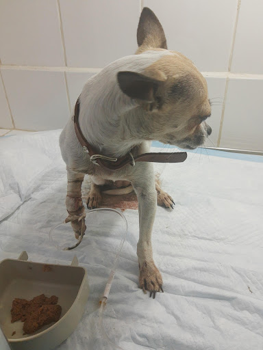 Hospital Centro Médico Veterinario MVZ Eduardo Moctezuma y MVZ Roxana Moran - Thumbnail
