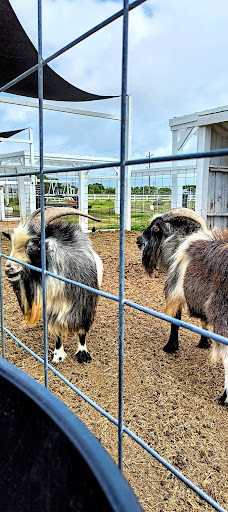 M.O.M.S Petting Zoo