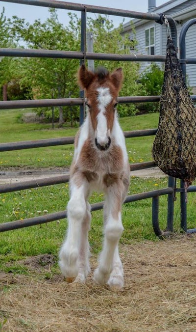 Serenity Farm Gypsy Horses