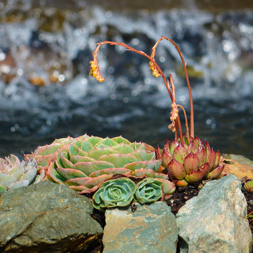Flora Pacifica - Visual