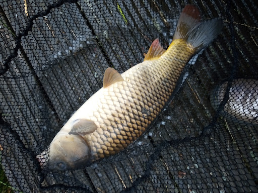 Short Ferry Angling - Thumbnail