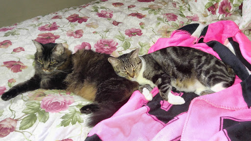 Grand Valley Animal Hospital - Thumbnail