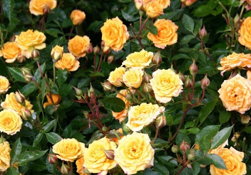 7 Rozes, stādaudzētava