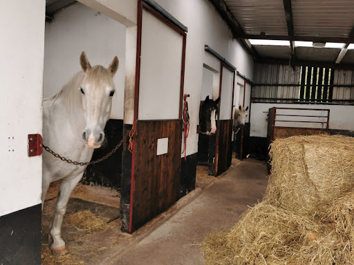 HF Equine