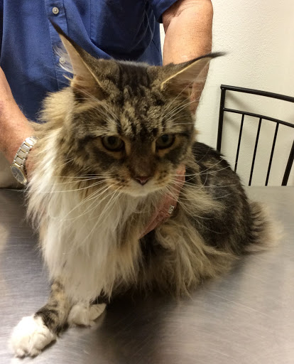 All Creatures Great & Small Veterinary Hospital - Thumbnail