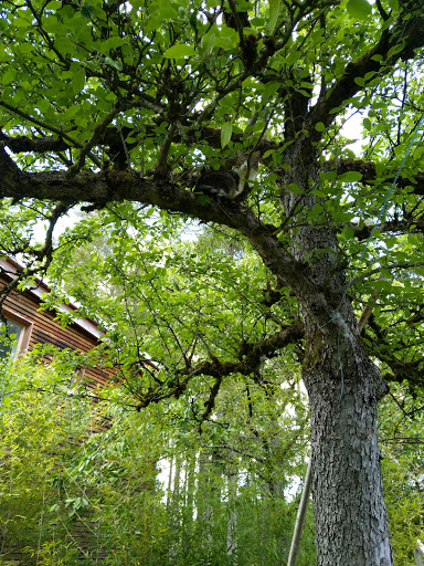 BaumHaus Immobilien - Thumbnail