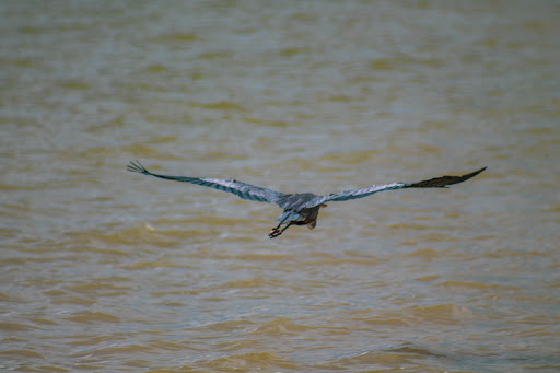 Alcoa Bird Tower - Thumbnail