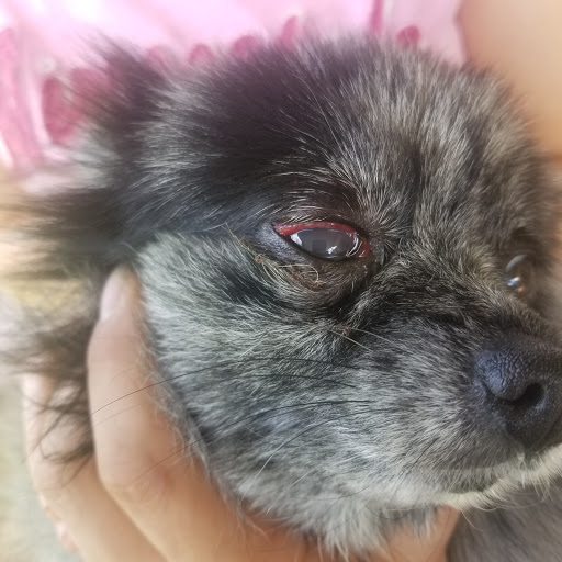 Veterinary Eye Care - Thumbnail