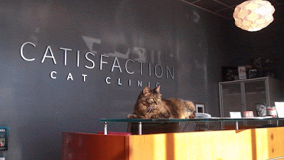 Photos of Catisfaction Cat Clinic